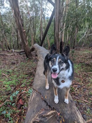 Mochi, an Australian shepherd and border collie mix, sitting on a log on the trail
